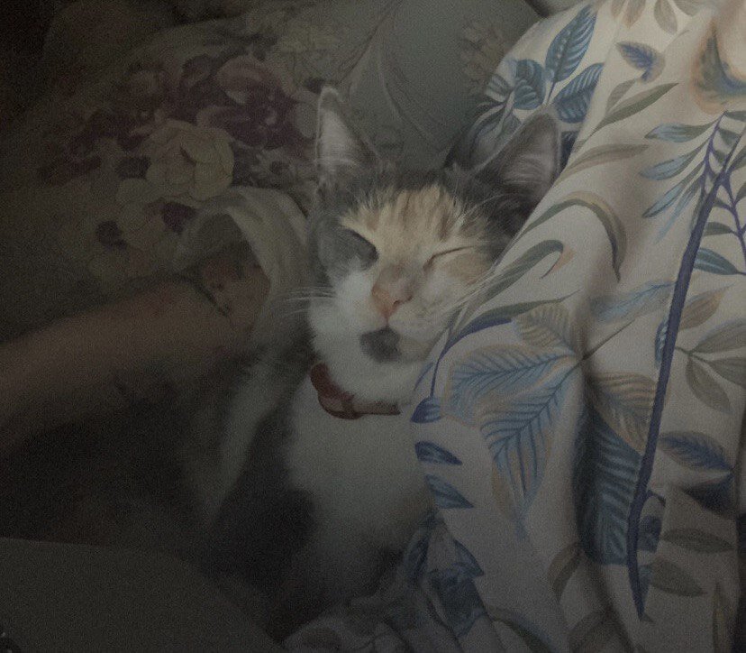 фото из архива, кошка в ошейнике спит