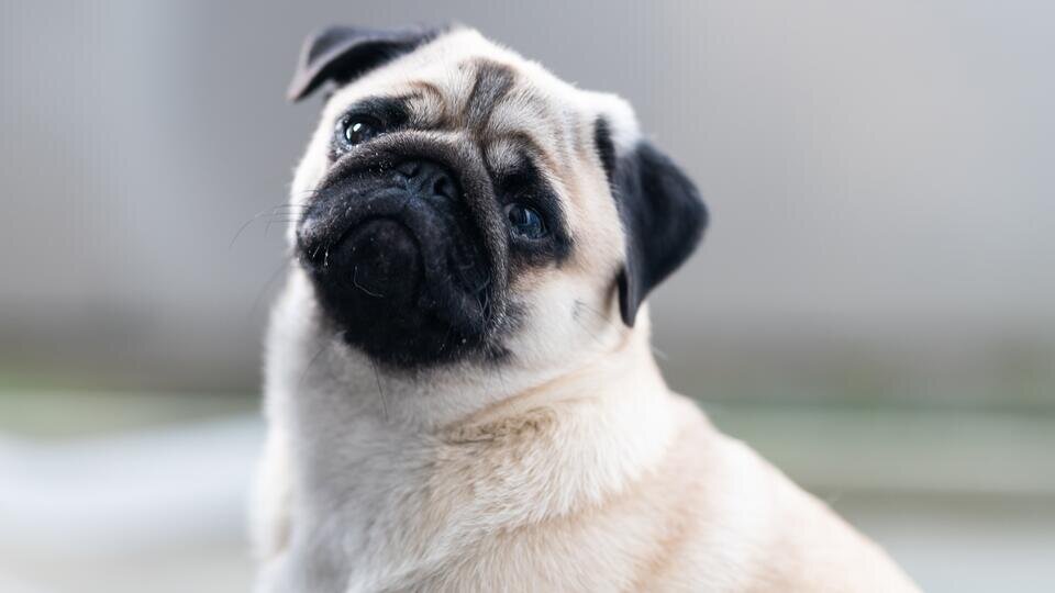     Разводчиков кошек и собак могут заставить платить налоги в России ТАСС/Silas Stein/dpa