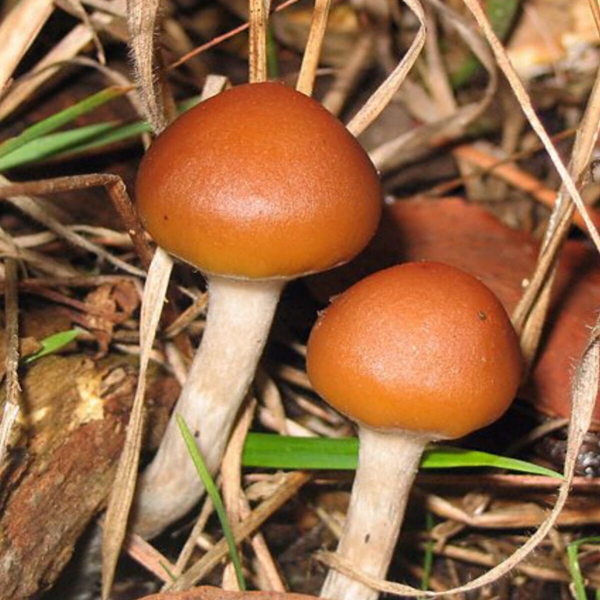 Псилоцибе ланцетовидная, один из самых сильных психоделиков