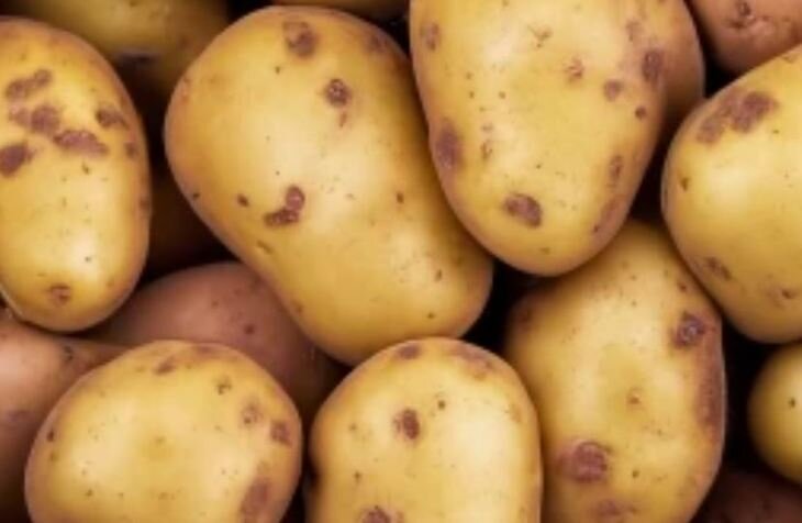    Экстракт из черной ели для картофеля на хранении может заменить обработку хлорпрофамом