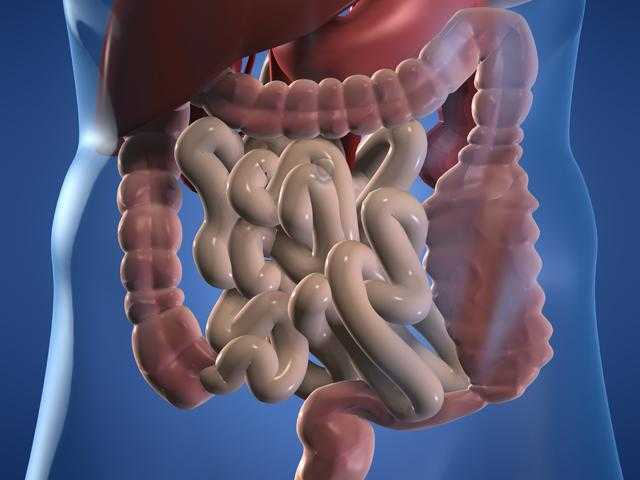 Фото кишечника человека