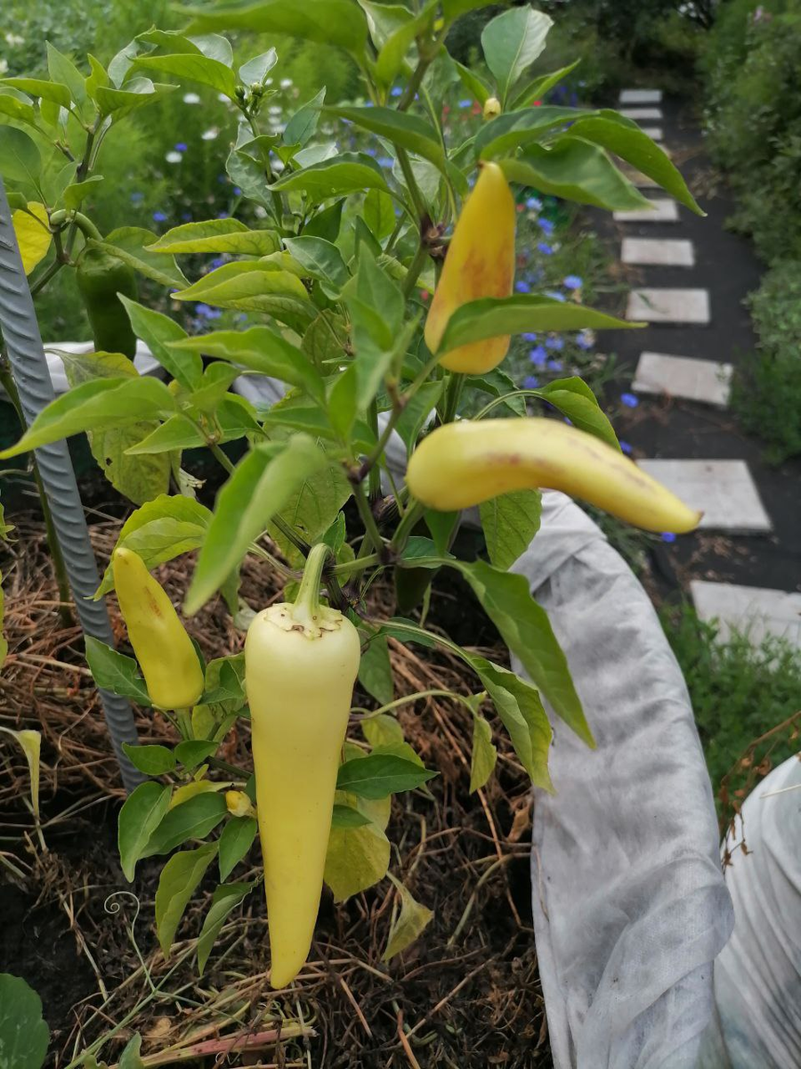 Перец Халиф в открытом грунте, в бочке