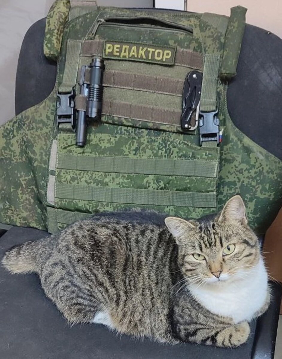 Пушистый редактор. Фото: vk.com