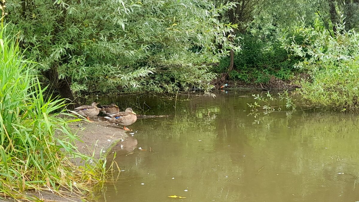 Этот водоём из центрального парка в Раменском. Фото моё