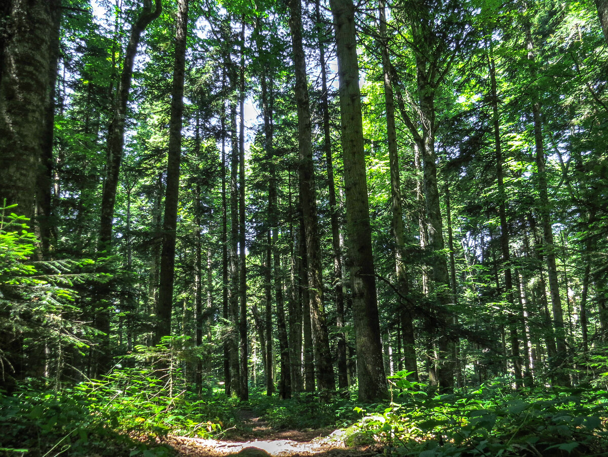 Пихтовый бор у одноимённой турбазы.