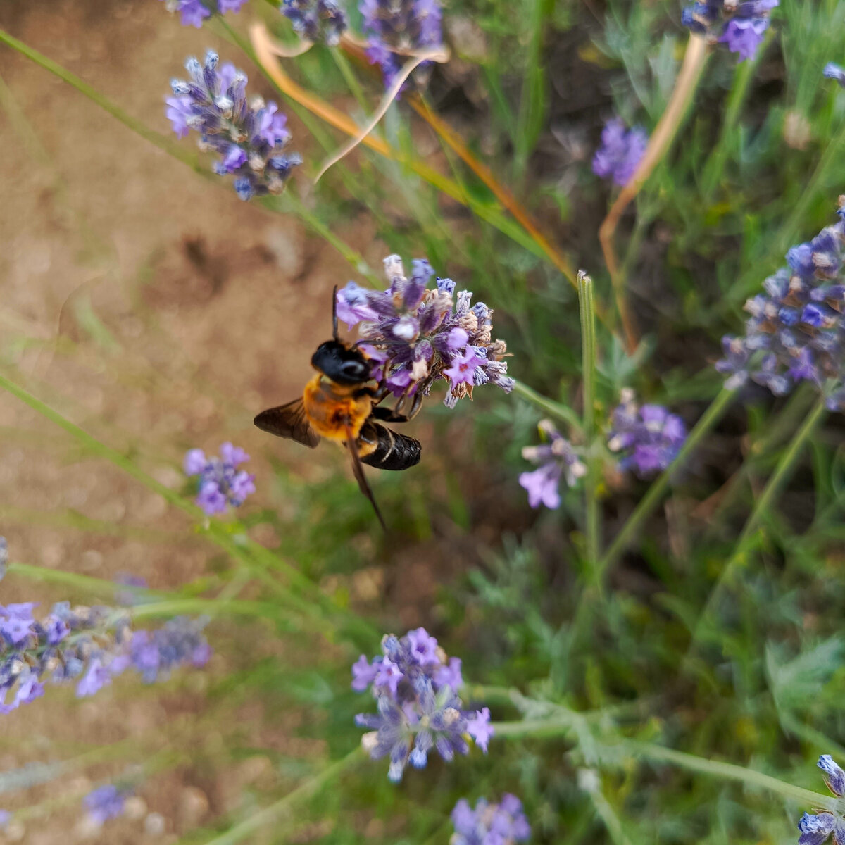 Лаванда и пчелка