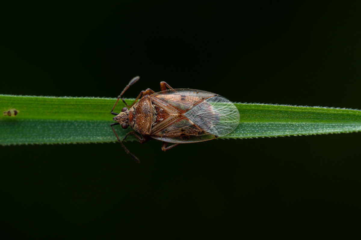 Земляной клоп на отдыхе. Небольшой фотостак.