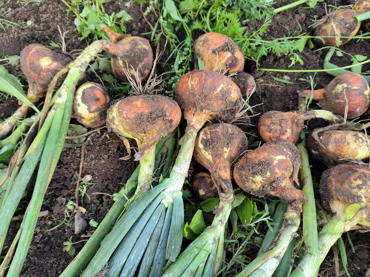 выкапываем лук севок. севок розанна. можно ли убирать лук. можно ли убирать лук. лук ялтинский белый.