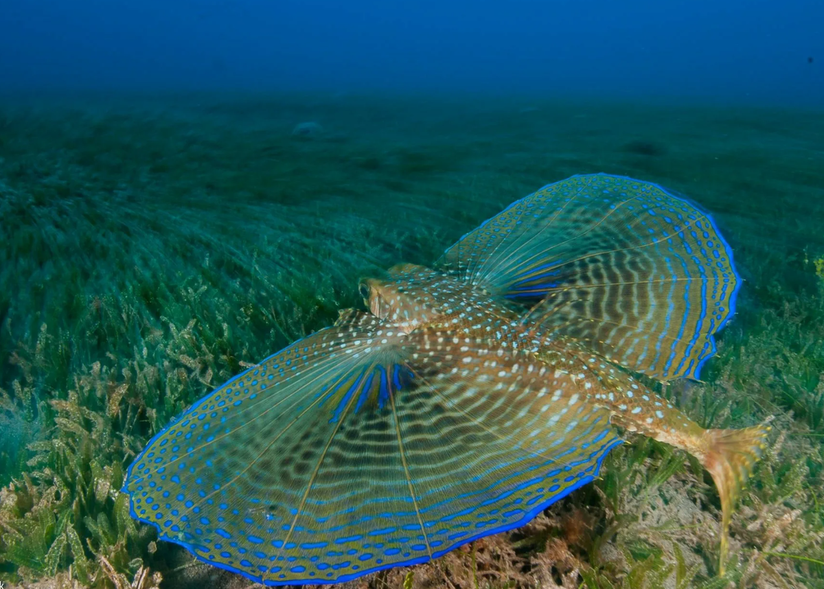 Полет океанской бабочки!