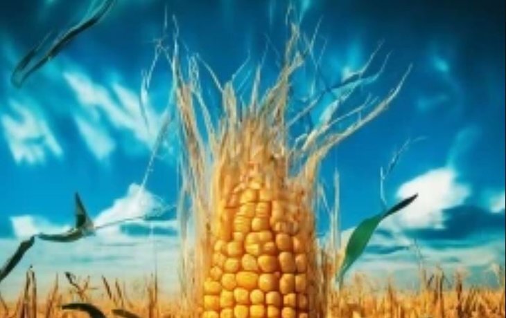    Энергопроизводственное использование зерна: текущий рынок и перспективы