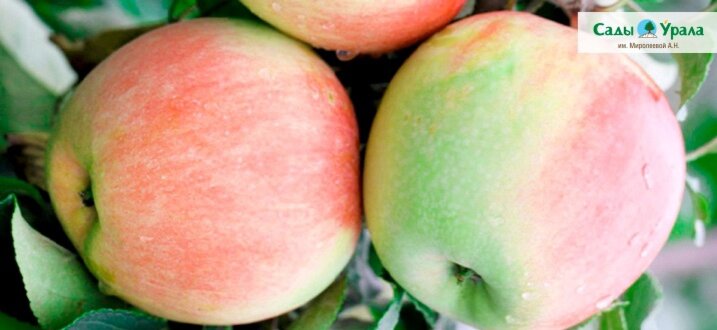 За нами не заржавеет. Как бороться с ржавчиной и паршой в саду? | Сады ...