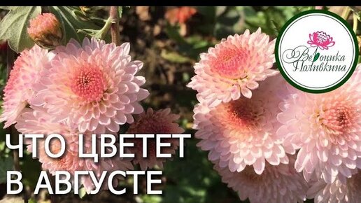 Download Video: ЧТО ЦВЕТЕТ В САДУ В АВГУСТЕ