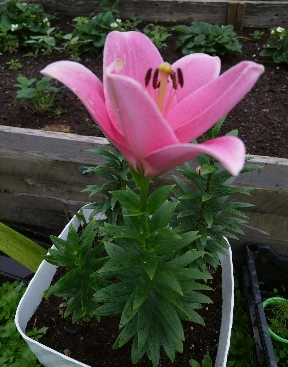 розовая красавица