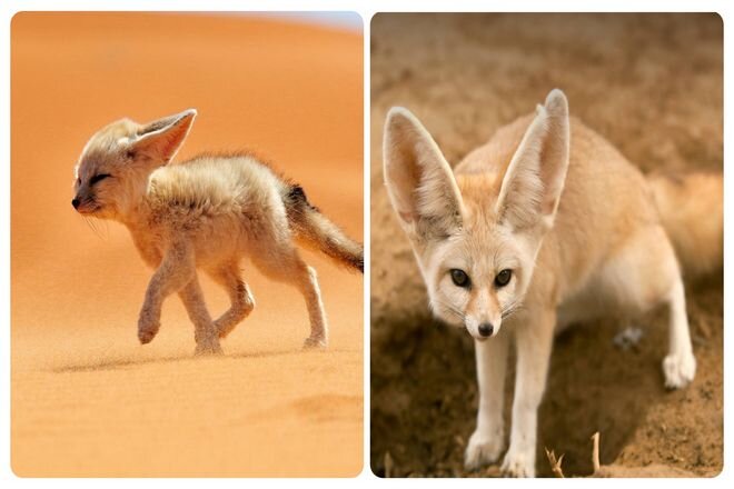 Очаровательная лисица фенек: встречайте самого маленького хищника Сахары |  InfoNotes.ru | Дзен
