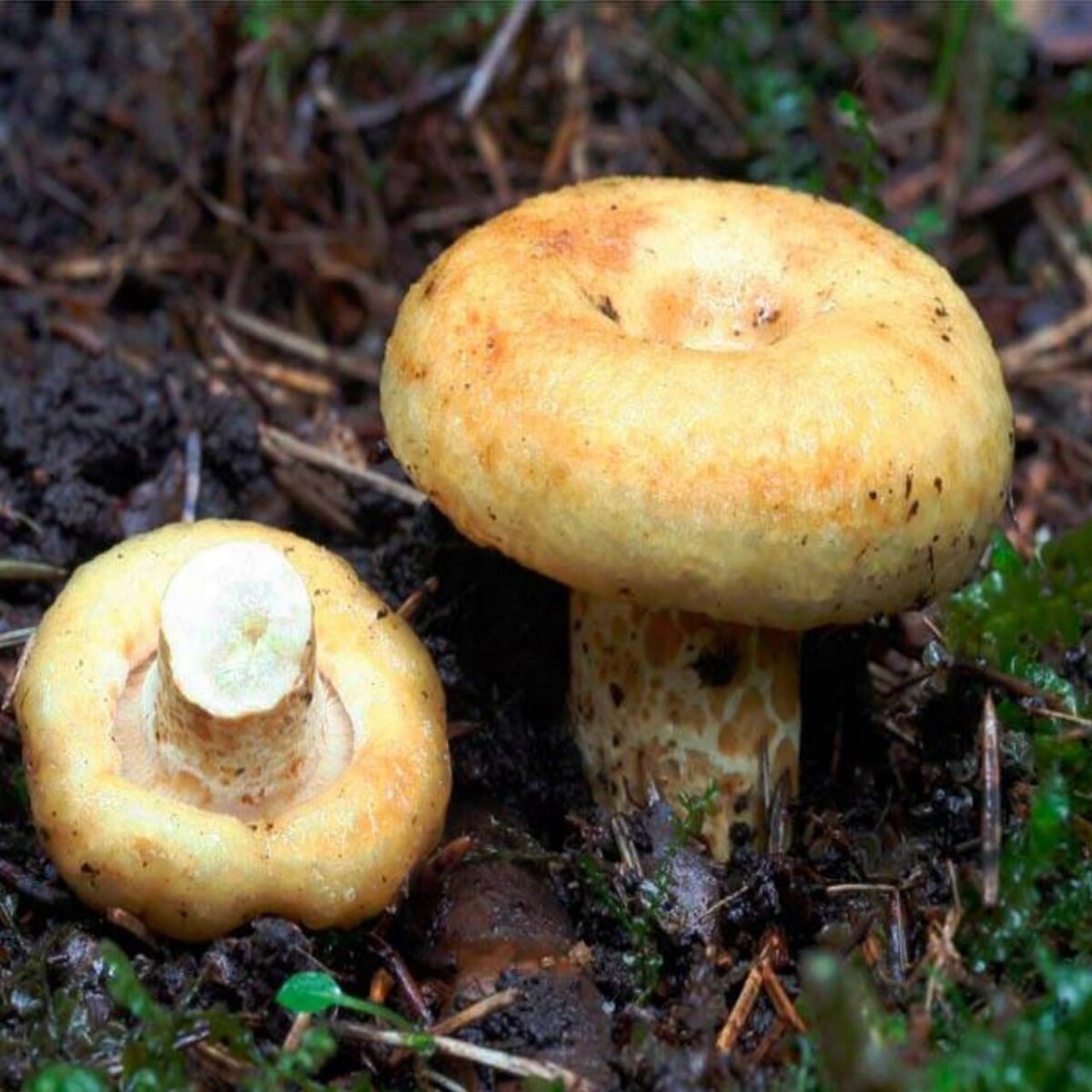 Груздь жёлтый Lactarius scrobiculatus