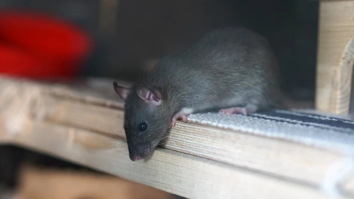 Фото: pxhere.com