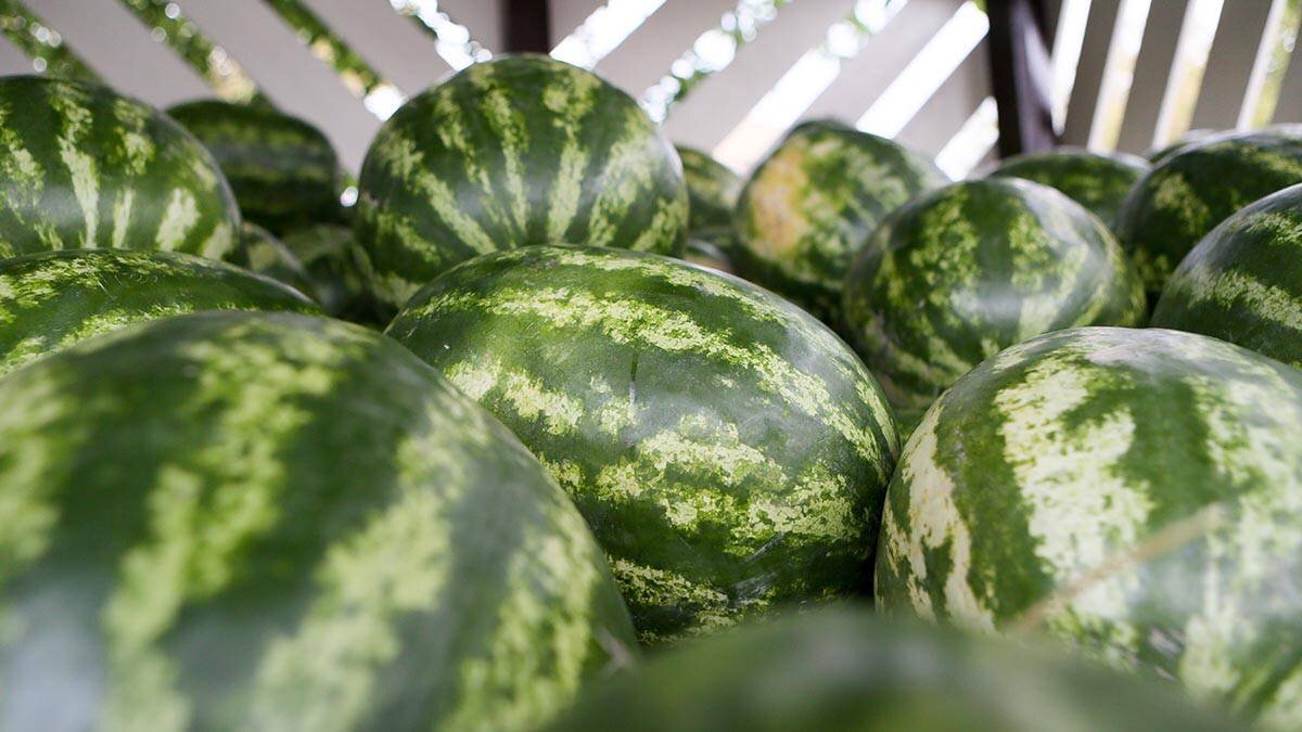    Фото: Софья Сандурская / АГН Москва