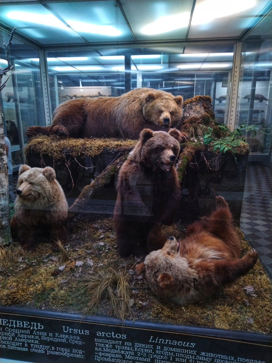Медведи 🐻 
