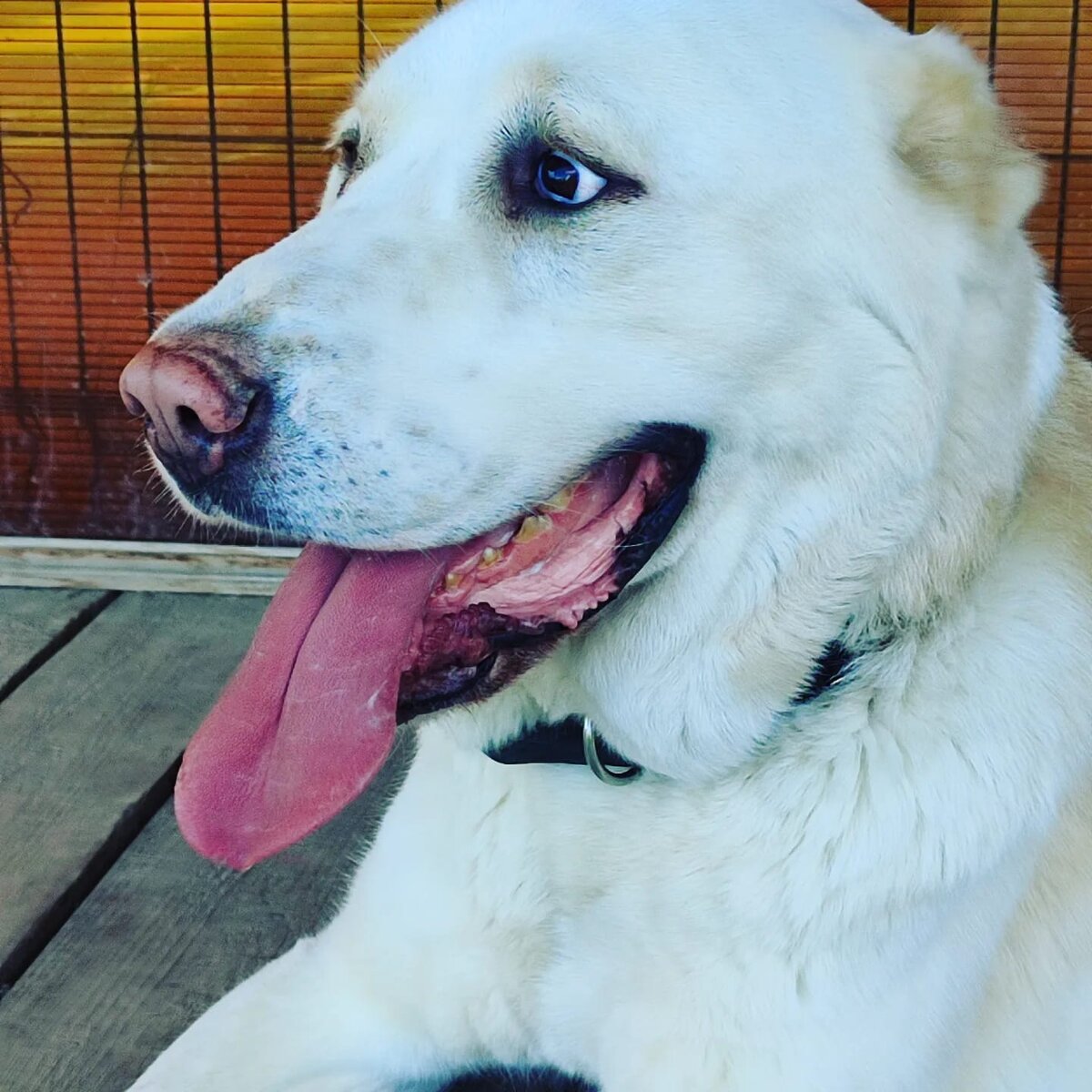 Этого красавца держали на 1,5 метровой цепи всю его жизнь с подросткового возраста в дальнем углу за работающей тяжёлой техникой