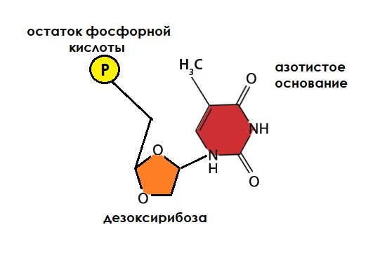 Строение нуклеотида 