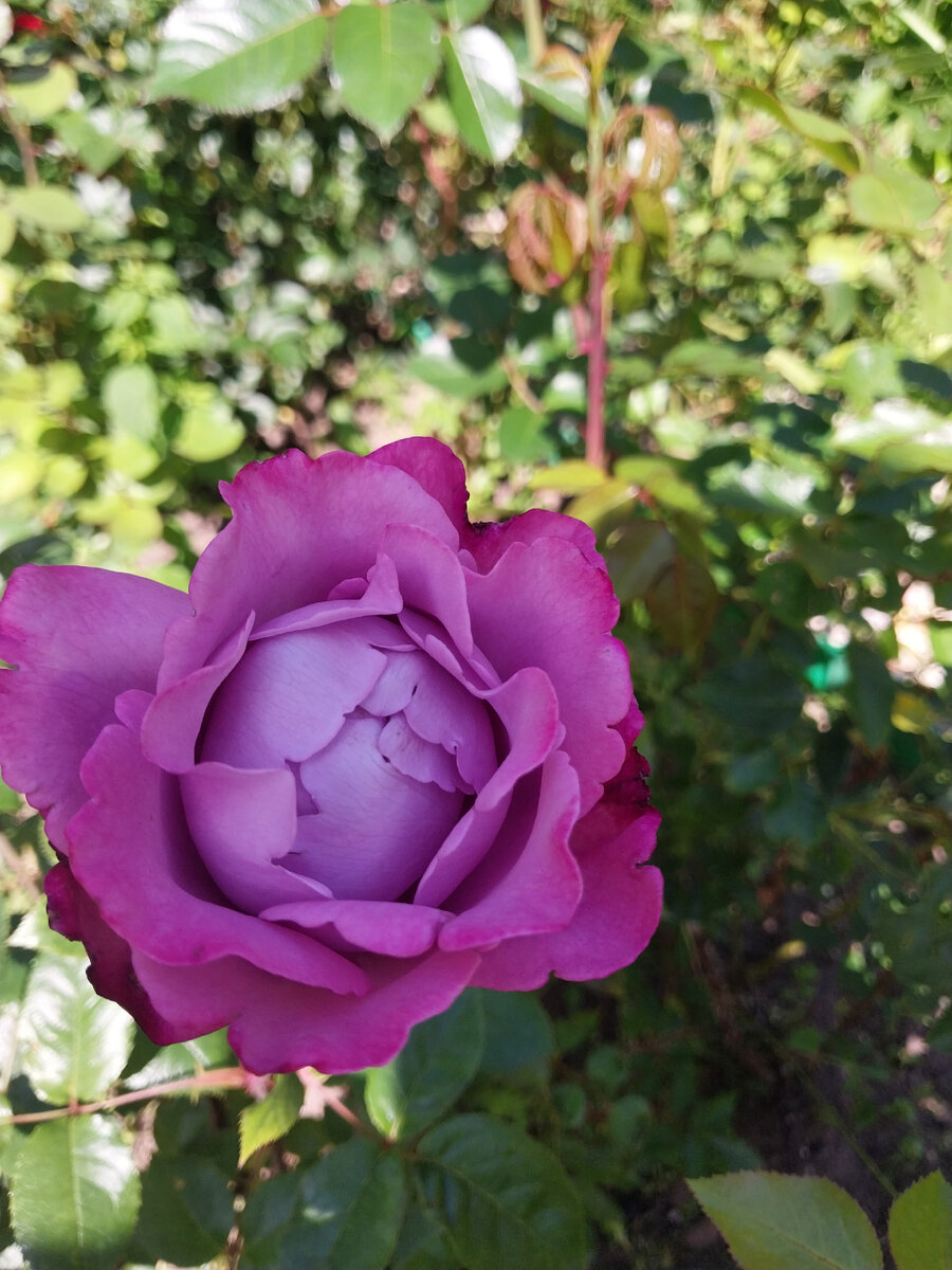 Muriel Robin в моем саду