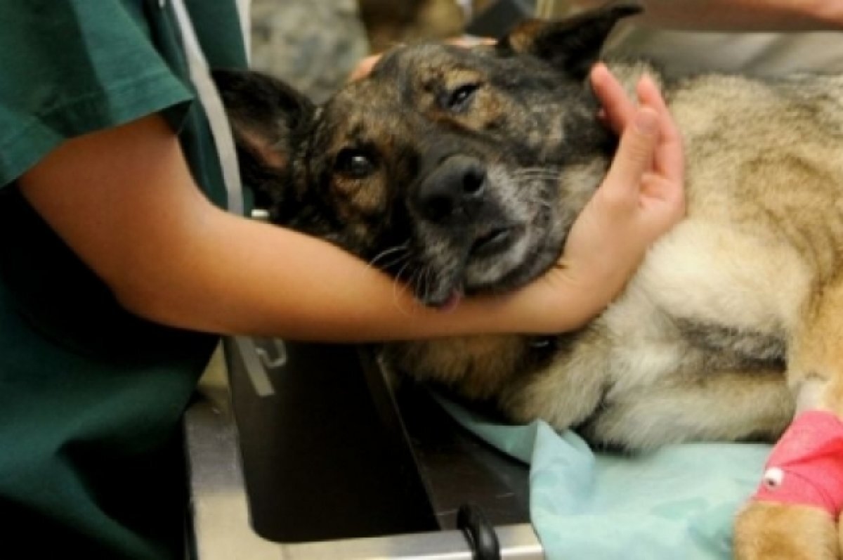    Ветклиники Иркутской области начнут переходить на отечественные вакцины