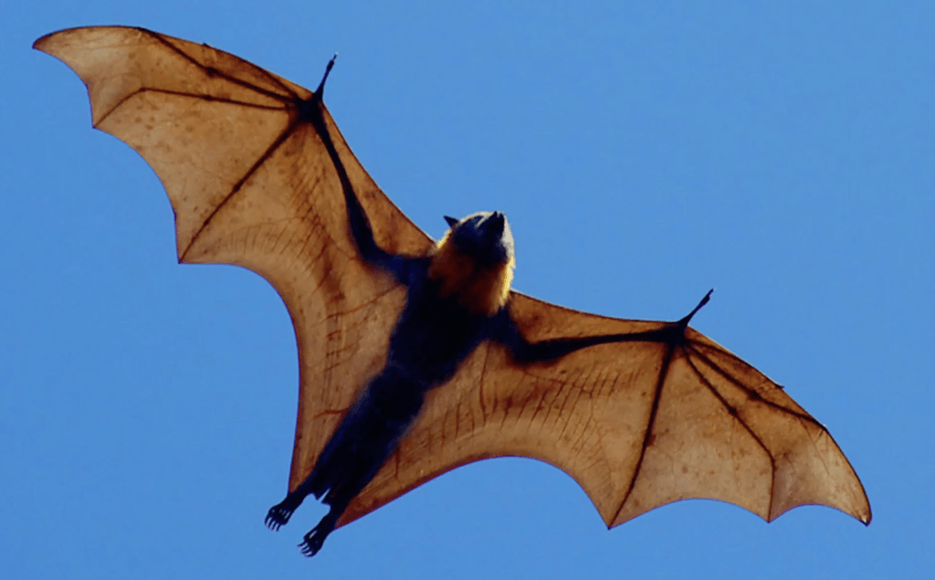 Источник: https://2-kartinki.ru/kartinki/%D0%BB%D0%B5%D1%82%D0%B0%D1%8E%D1%89%D0%B8%D0%B5-%D0%BB%D0%B8%D1%81%D1%8B