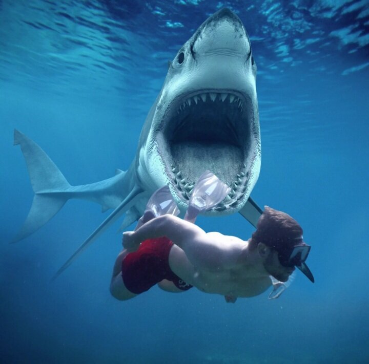Нападения акул в Красном море