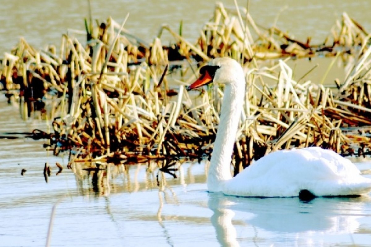    В 2024 году начнется обустройство береговой зоны озера Ханто