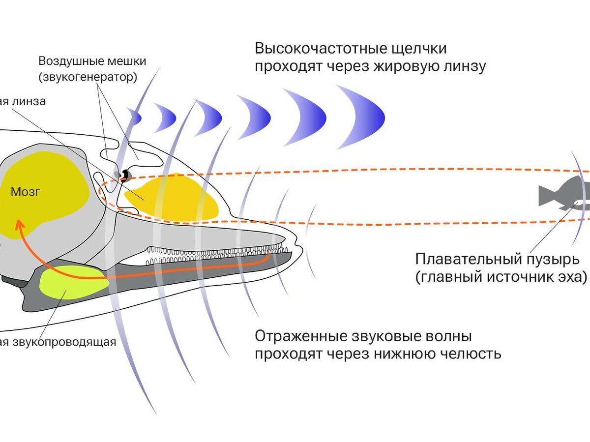    Принцип работы эхолокации у дельфинов© Инфографика