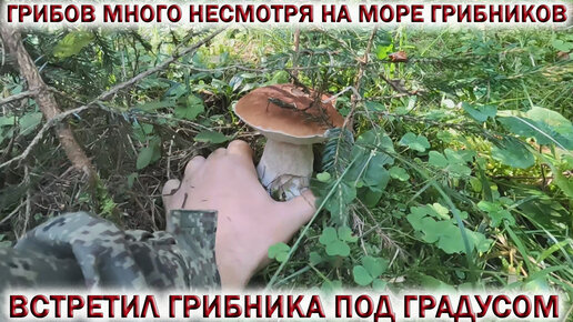 💥ГРИБОВ МНОГО несмотря на МОРЕ ГРИБНИКОВ👉ВСТРЕТИЛ ГРИБНИКА под ГРАДУСОМ. 🍂🍄🍁Грибы в сентябре 2023🌳🌲