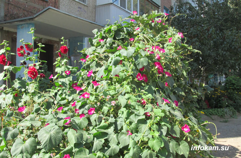    Осенние цветы во дворах Камышина радуют глаз