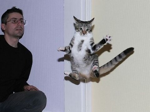 Почему кот боится прыгать?
