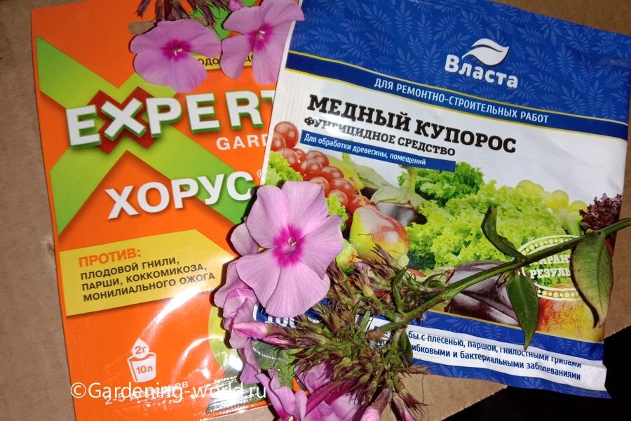 Обработайте посадки флоксов препаратами против грибковых заболеваний.