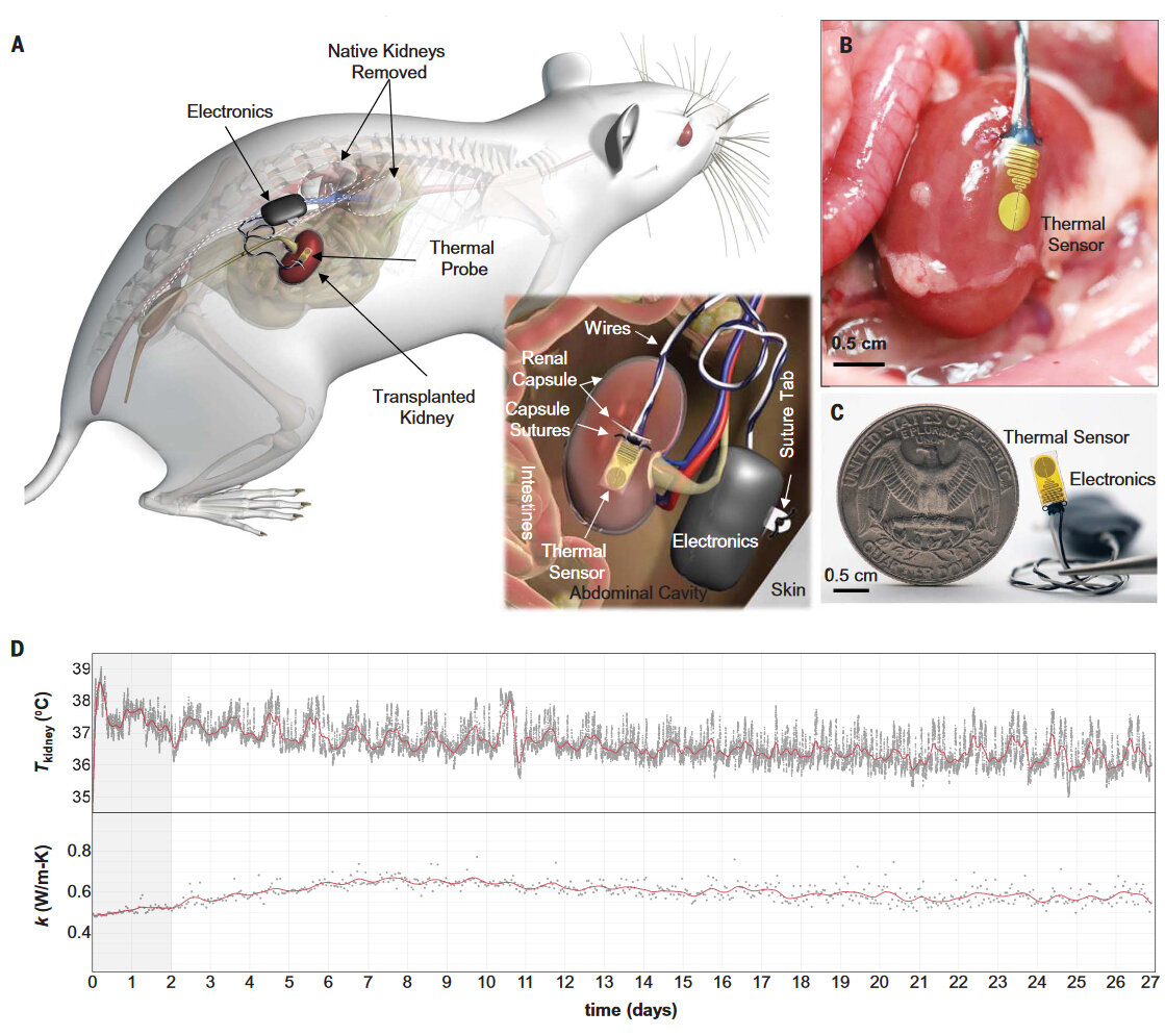   Surabhi R. Madhvapathy et al. / Science, 2023