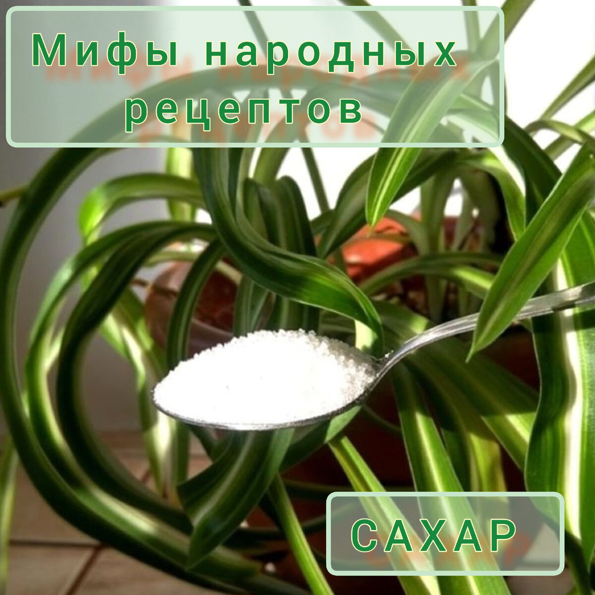 Сахарная подкормка.