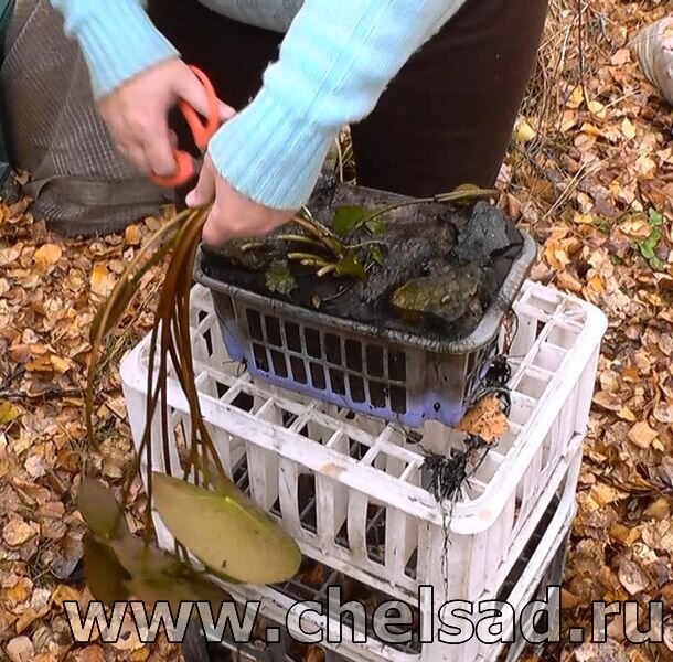 Обрезаем у Кувшинок все стебли и бутоны кроме самых маленьких листьев -мое фото 
