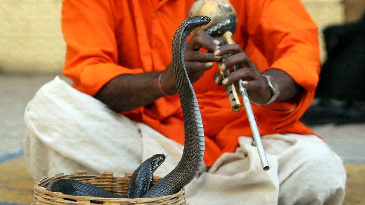 Заклинатель змей рассказ. Джайпур заклинатели змей. Заклинатели змей в Индии. Факир и змея. Укротитель змей.