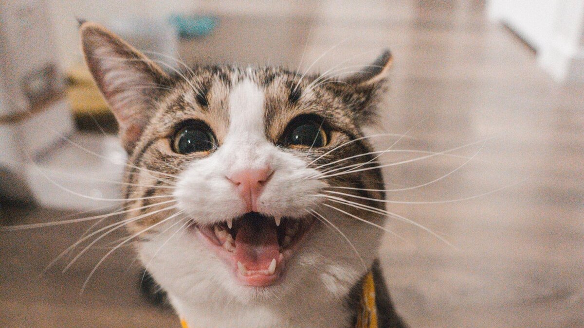    Вонь жуткая: екатеринбурженка устроила помойку в квартире с оравой кошек© Unsplash | Jae Park