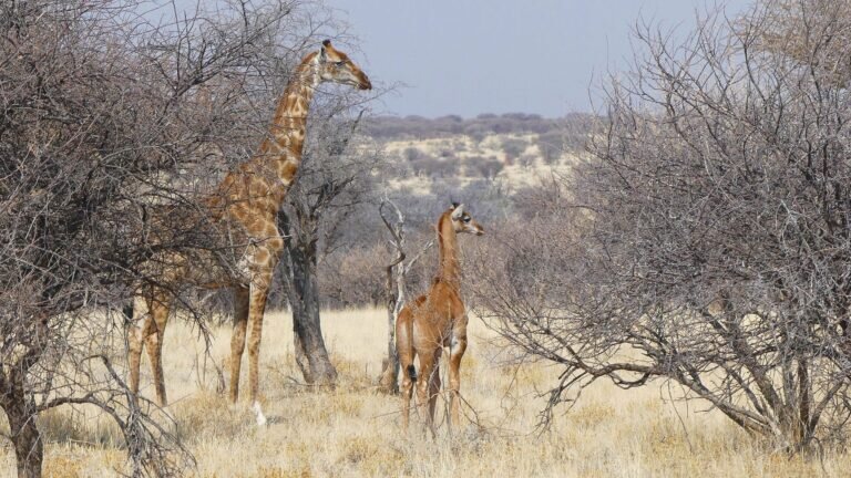    Самка ангольского жирафа (Giraffa camelopardalis angolensis) с детенышем / © Giraffe Conservation Foundation