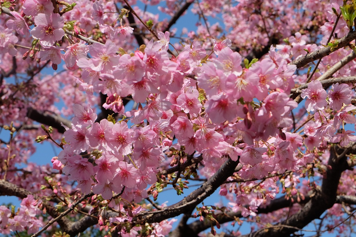 Sakura * Prunus serrulata La sakura (桜 o サ ク ラ?) o flor del . Flickr