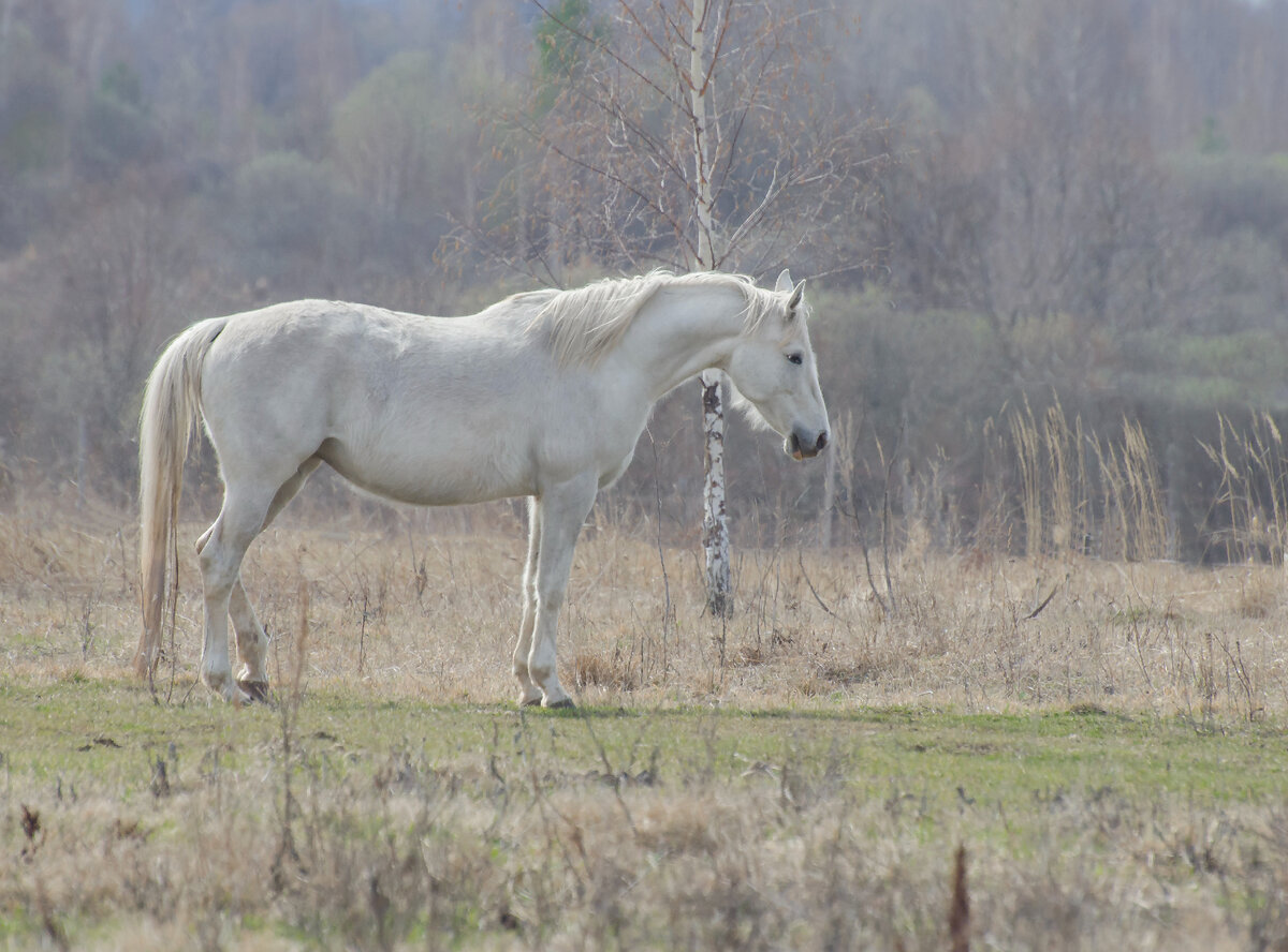 Болонья (Бутафор-Особа)