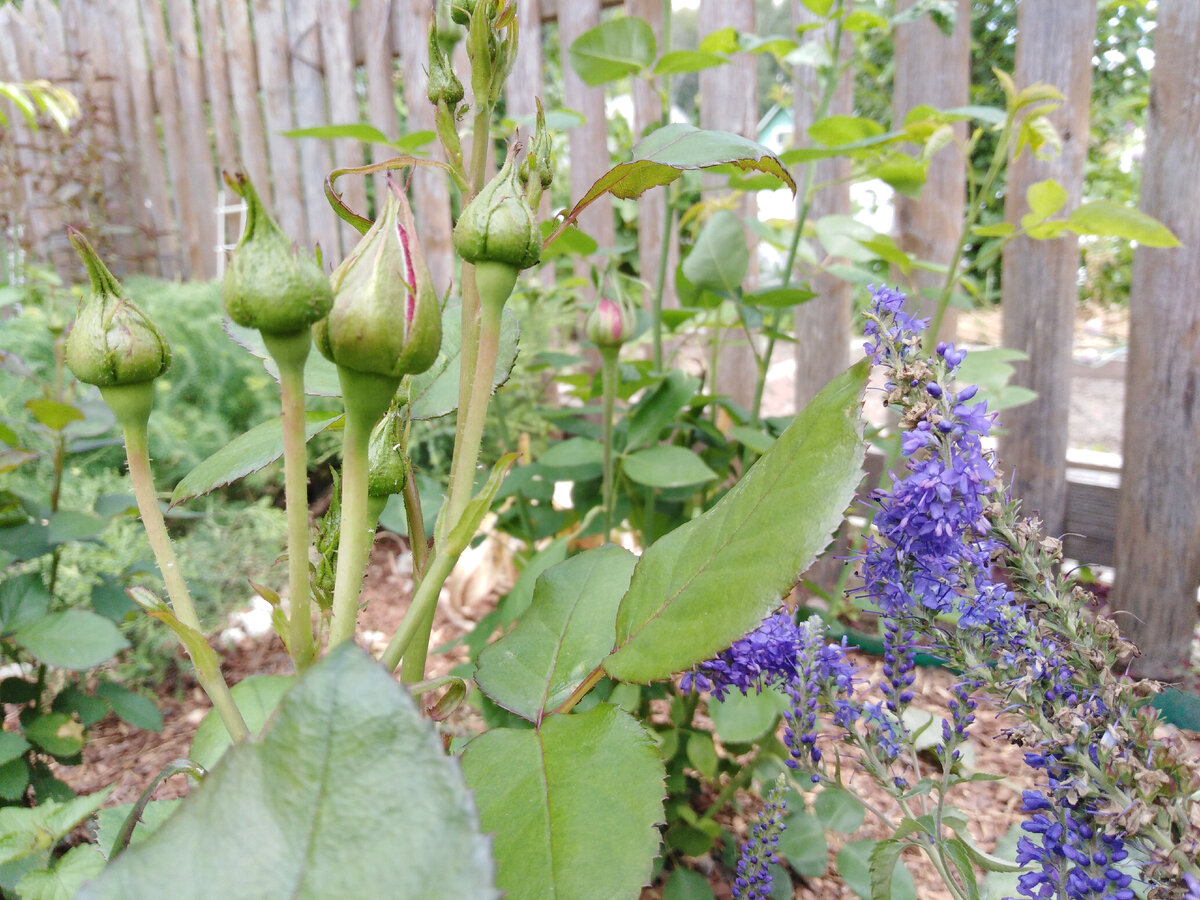 Вероника длиннолистная и роза флорибунда Лавли Лидия