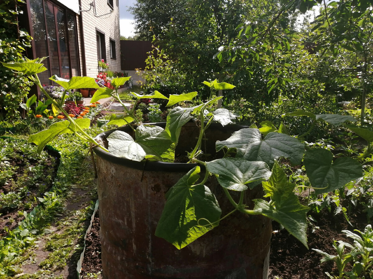 "Контейнерные" огурцы, сорт Герман F1