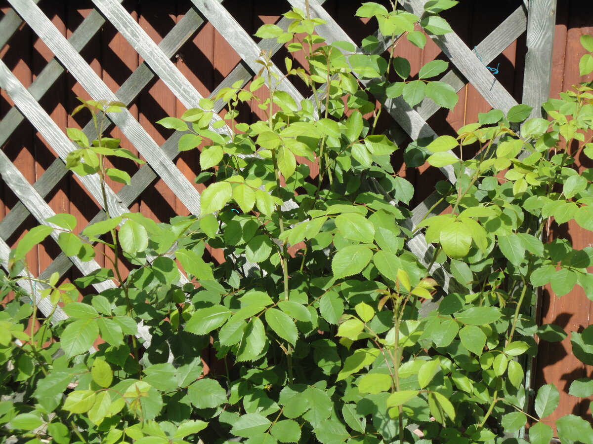    Отрастающие побеги рамблера. Фото автора