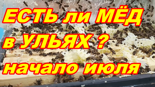 ЕСТЬ ЛИ в МЁД в УЛЬЯХ ? начало июля ! Начало ГЛАВНОГО ВЗЯТКА !