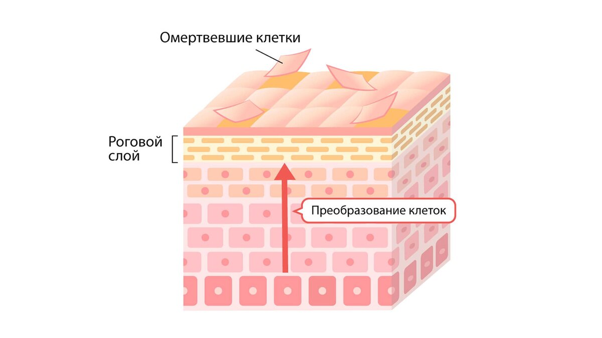 Всё о коже: строение и функции