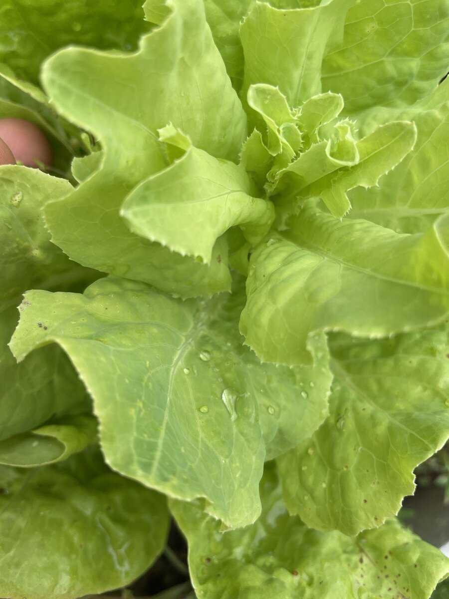 Кажется салат уже не такой молодой и нежный.