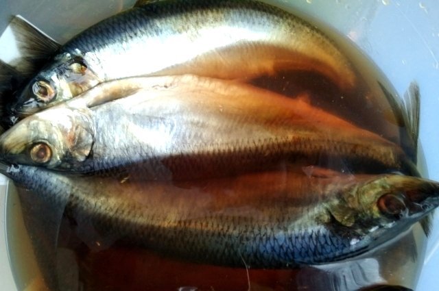    Волгоградские рыбаки-селедочники возвращаются без улова, рыба вымирает?