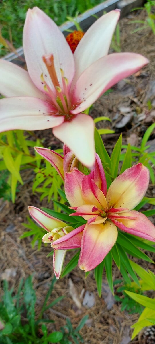 Лилии цветут. Фото из личного архива.